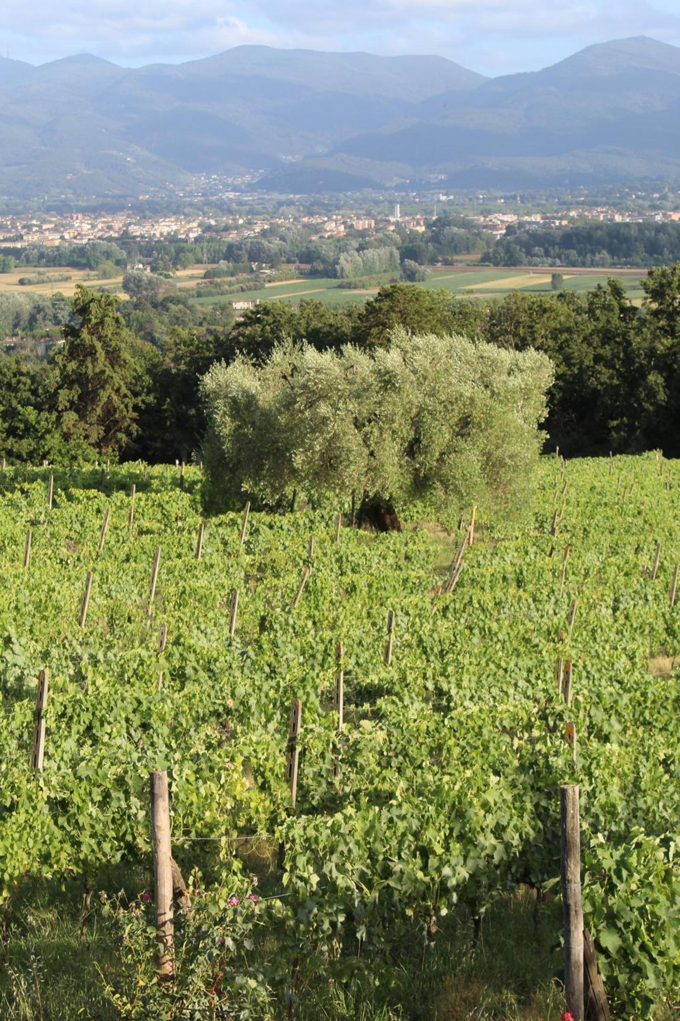 Azienda Agricola Fabbrica Di San Martino Lucca Exterior foto